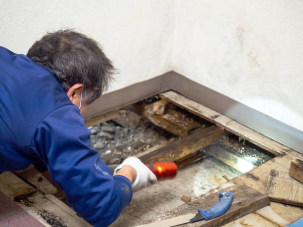 Best Home Mold Removal  in Holgate, OH