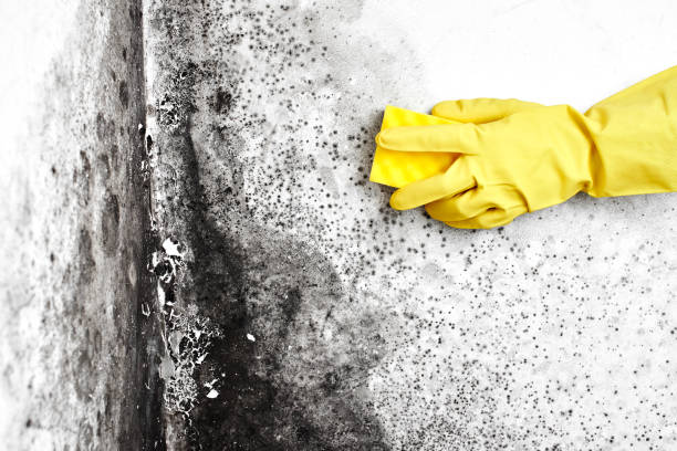 Home Mold Removal in Holgate, OH