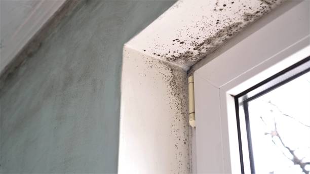Best Mold Removal Company Near Me  in Holgate, OH