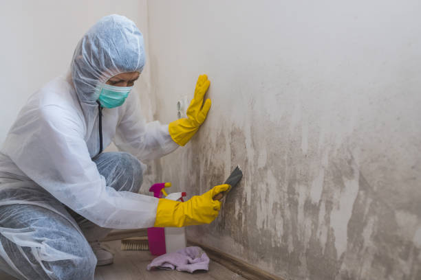 Best Local Mold Removal Service  in Holgate, OH