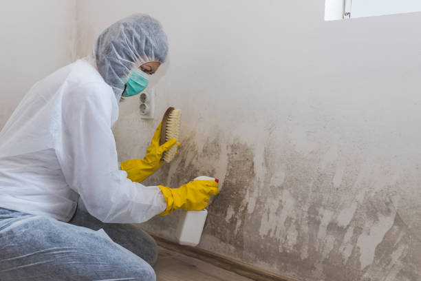Best Certified Mold Removal  in Holgate, OH