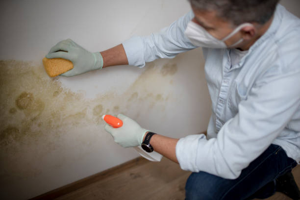 Best Black Mold Removal  in Holgate, OH