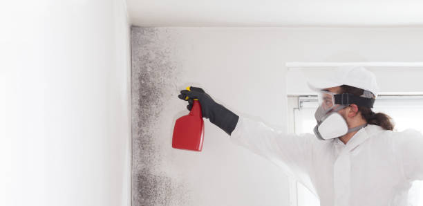 Best Crawl Space Mold Removal  in Holgate, OH