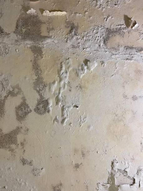 Best Attic Mold Removal  in Holgate, OH